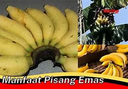 Khasiat Jantung Pisang Emas